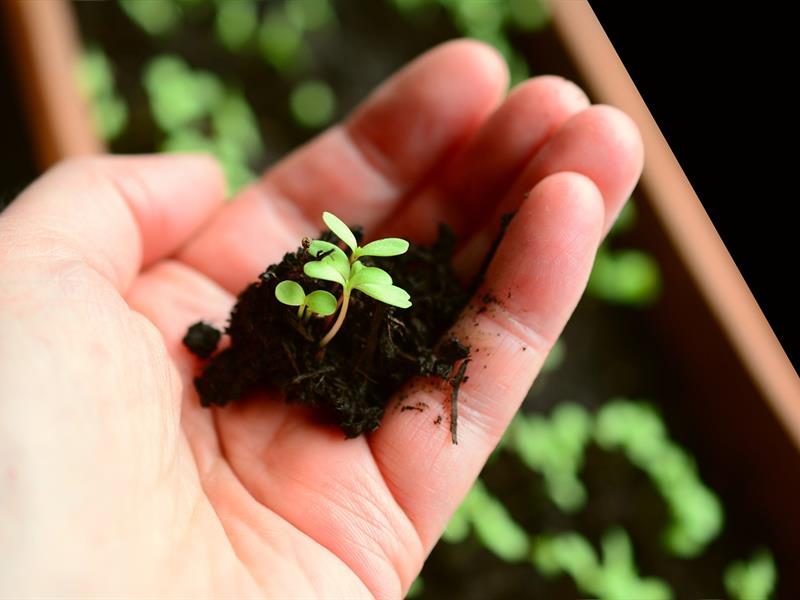 Atelier : création d'un jardin médicinal