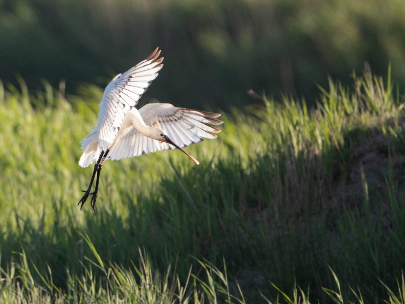 Visite guidée de Terres d'Oiseaux