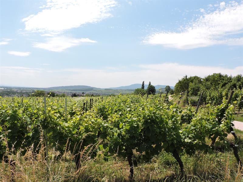 Vins Bernard Weber