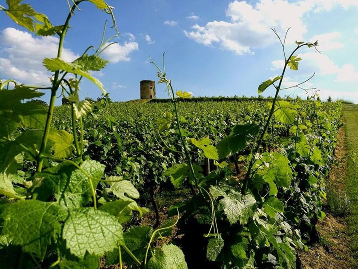 SC Vignobles Maurin