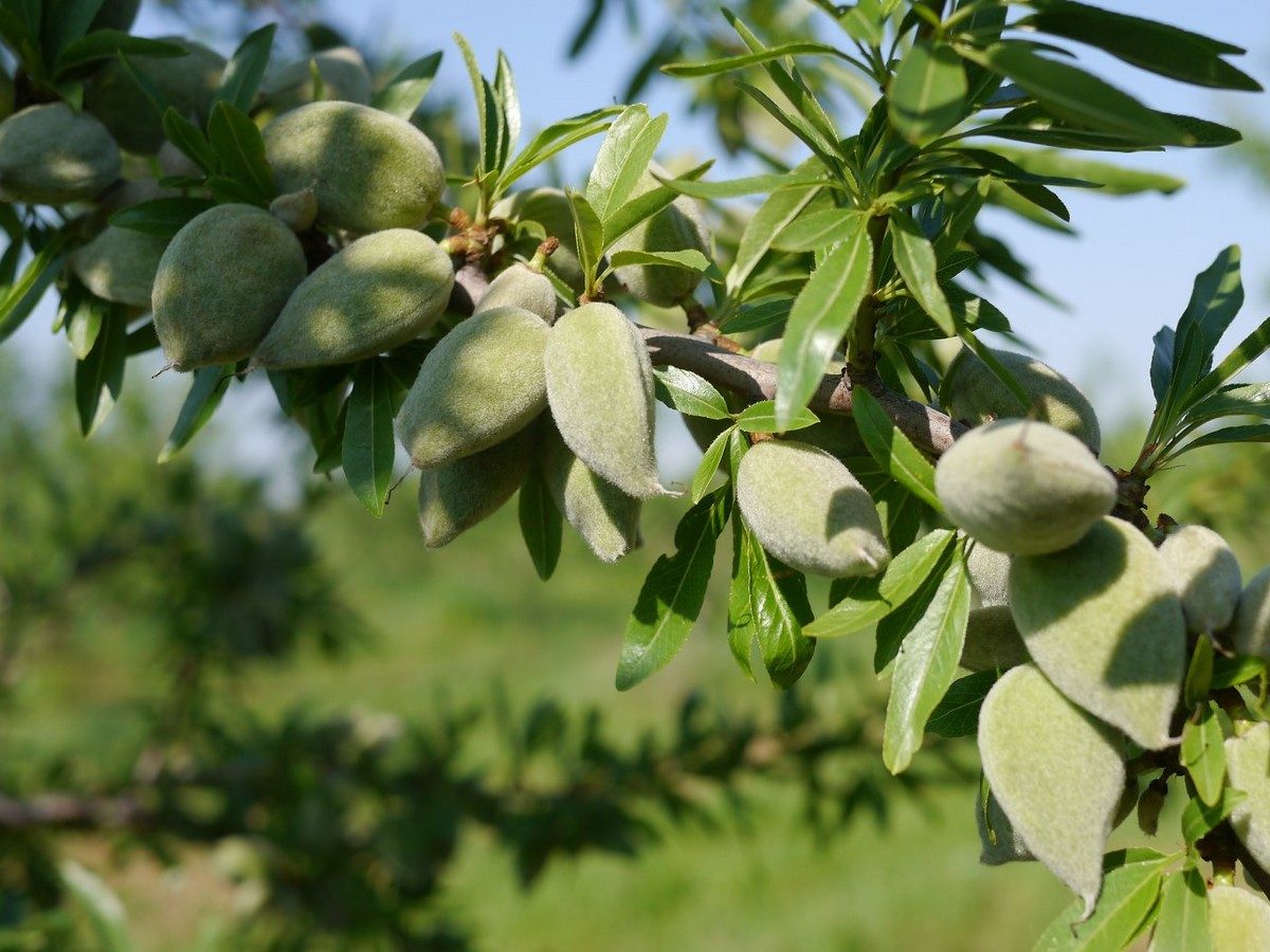 TERRE D'AMANDES