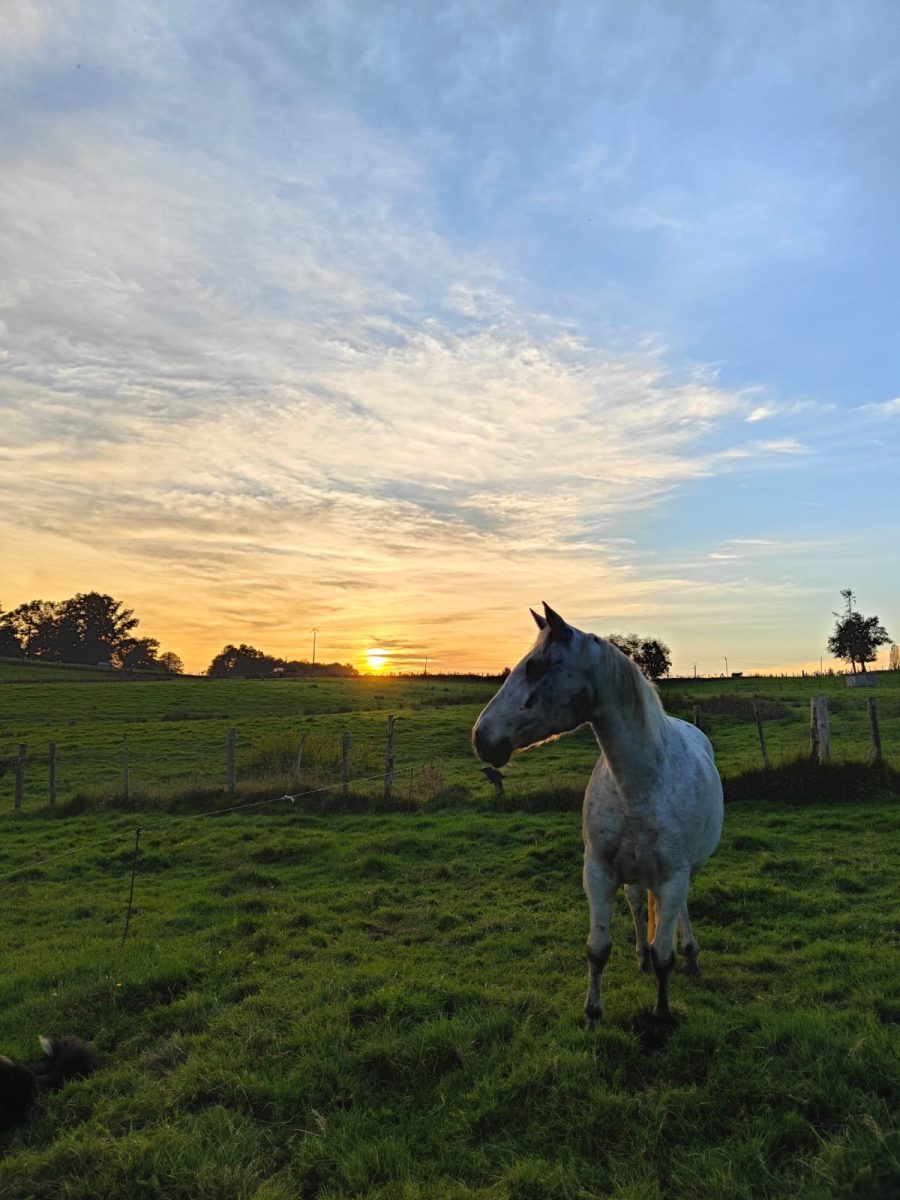 Ferme équestre Equi'Complice