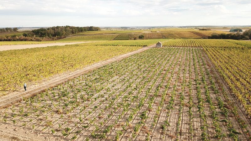 Domaine de la Pagerie - Famille Pointereau