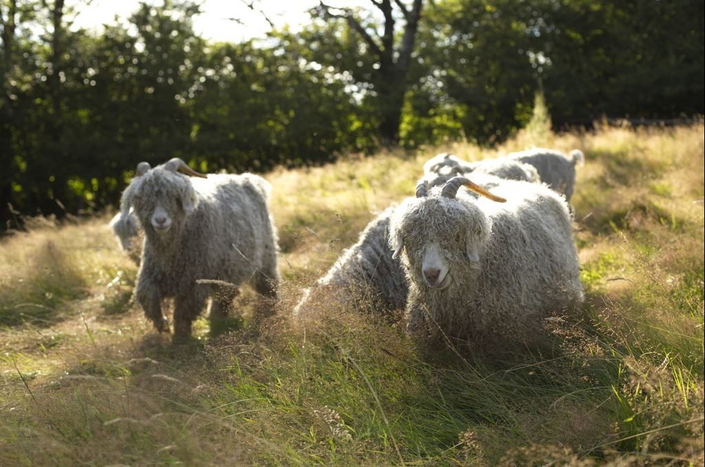 groepsbezoek boerderij wolproductie hoog in het Morvangebergte