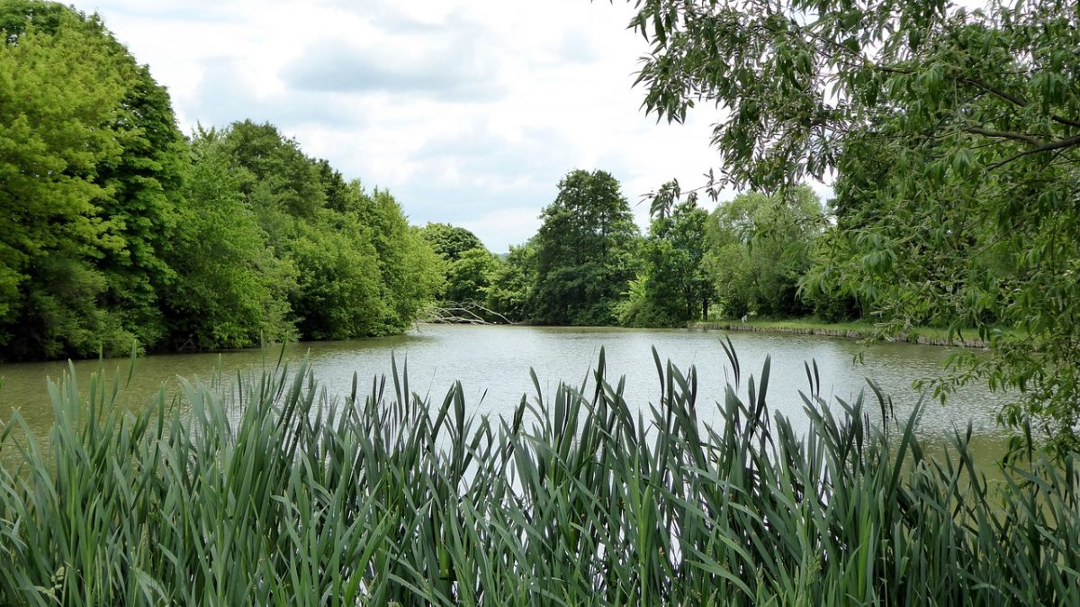 Etang de Maubrant