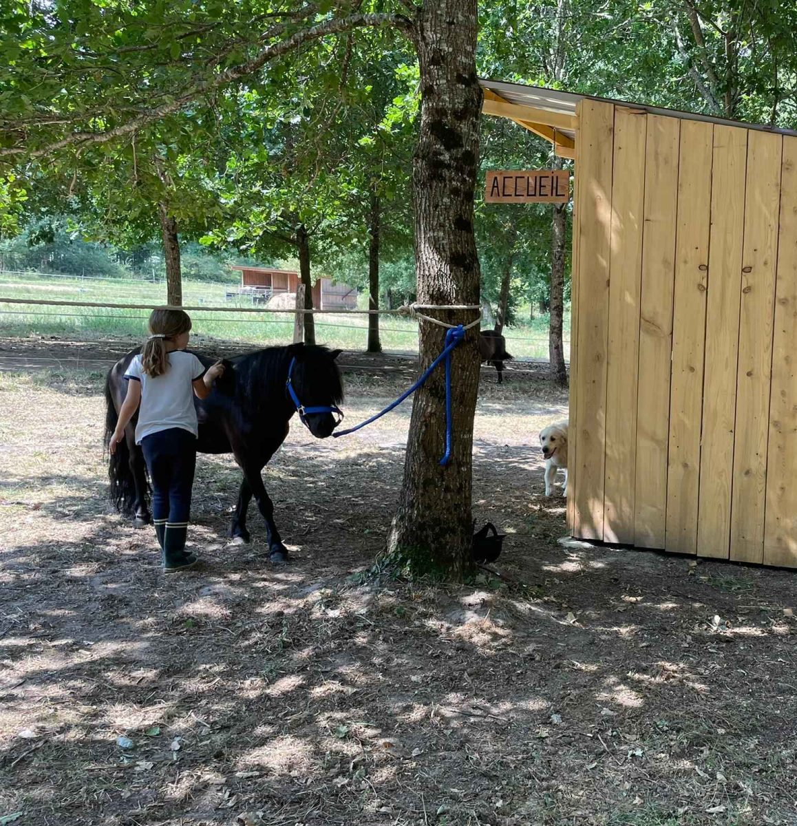 Natura poney