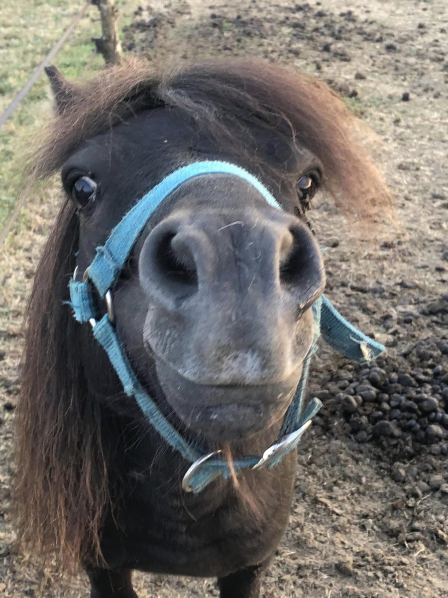Atelier poney