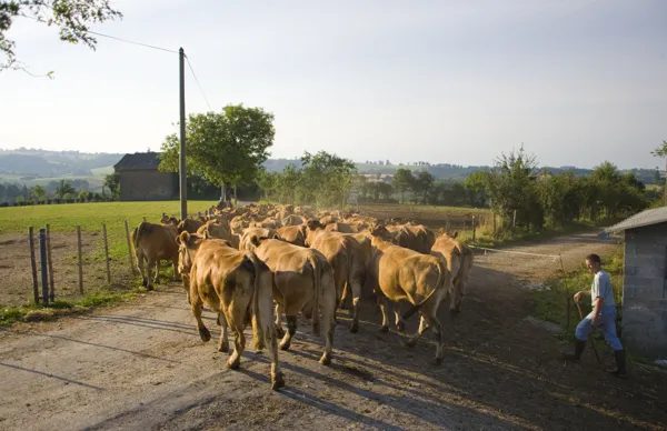 Visite de ferme du veau de l'Aveyron et du Ségala