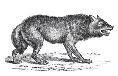 Visite famille "Le loup à Nouzilly et en gâtine tourangelle"