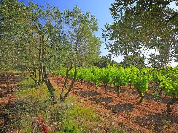 DOMAINE GRAIN DE FANNY