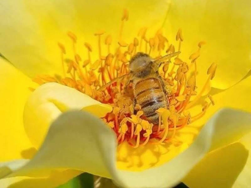Ô Temps des abeilles