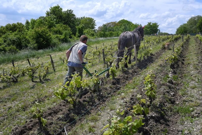 Domaine Vigneau-Chevreau