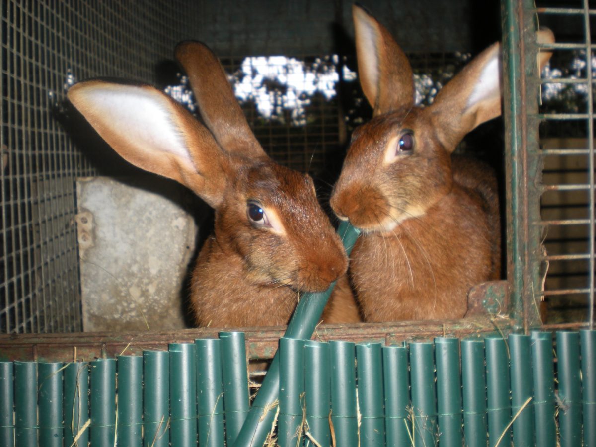 La Forêt des Lapins