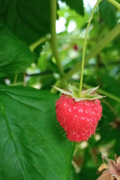 Les fruits rouges d'Anne Champenois