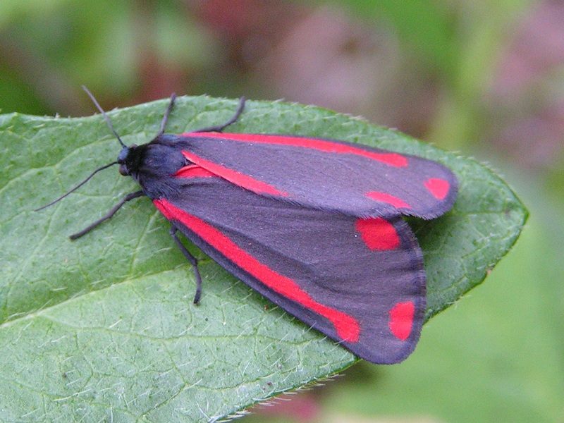 Papillons de nuit