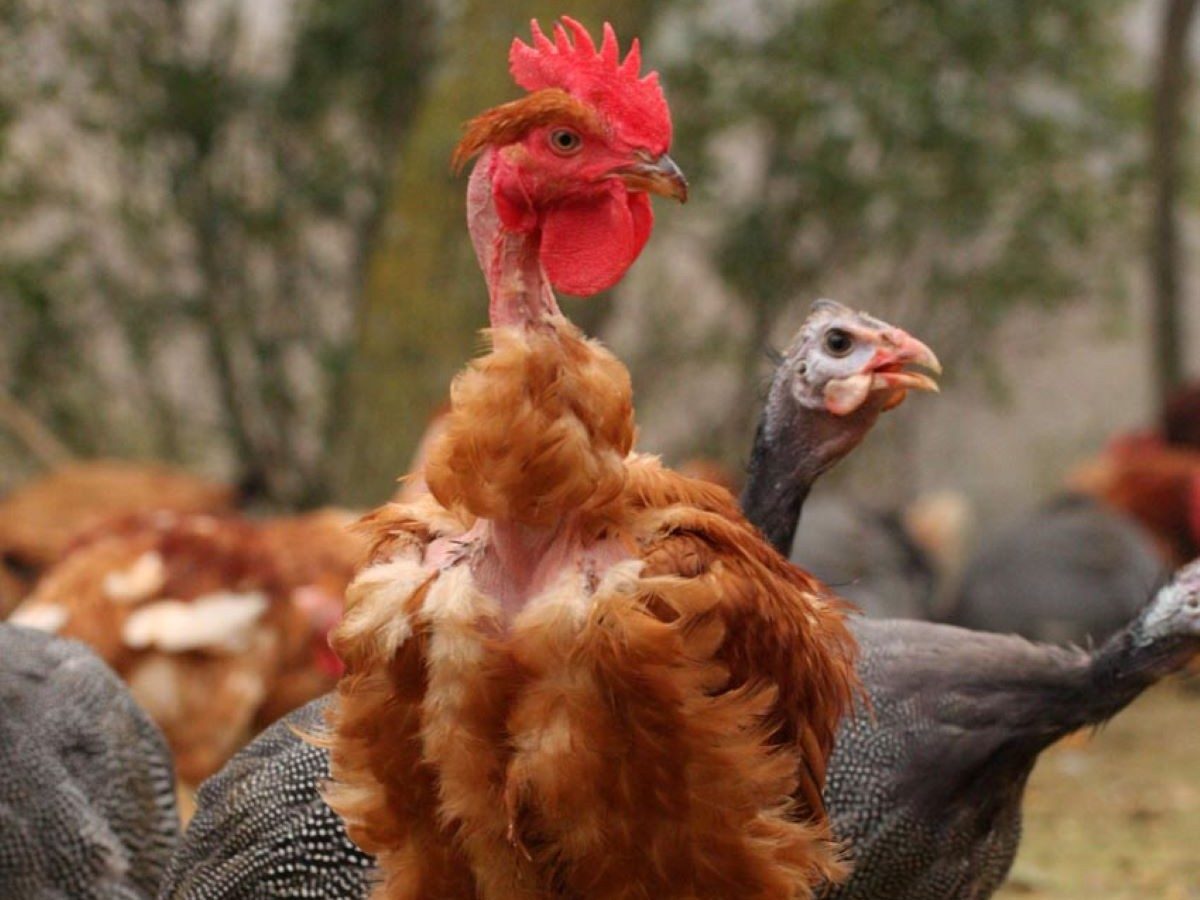 ASSOCIATION DES PRODUCTEURS DE VOLAILLES DU LAURAGAIS (APVL)