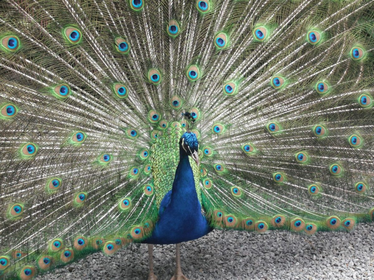 Parc Animalier Etxola