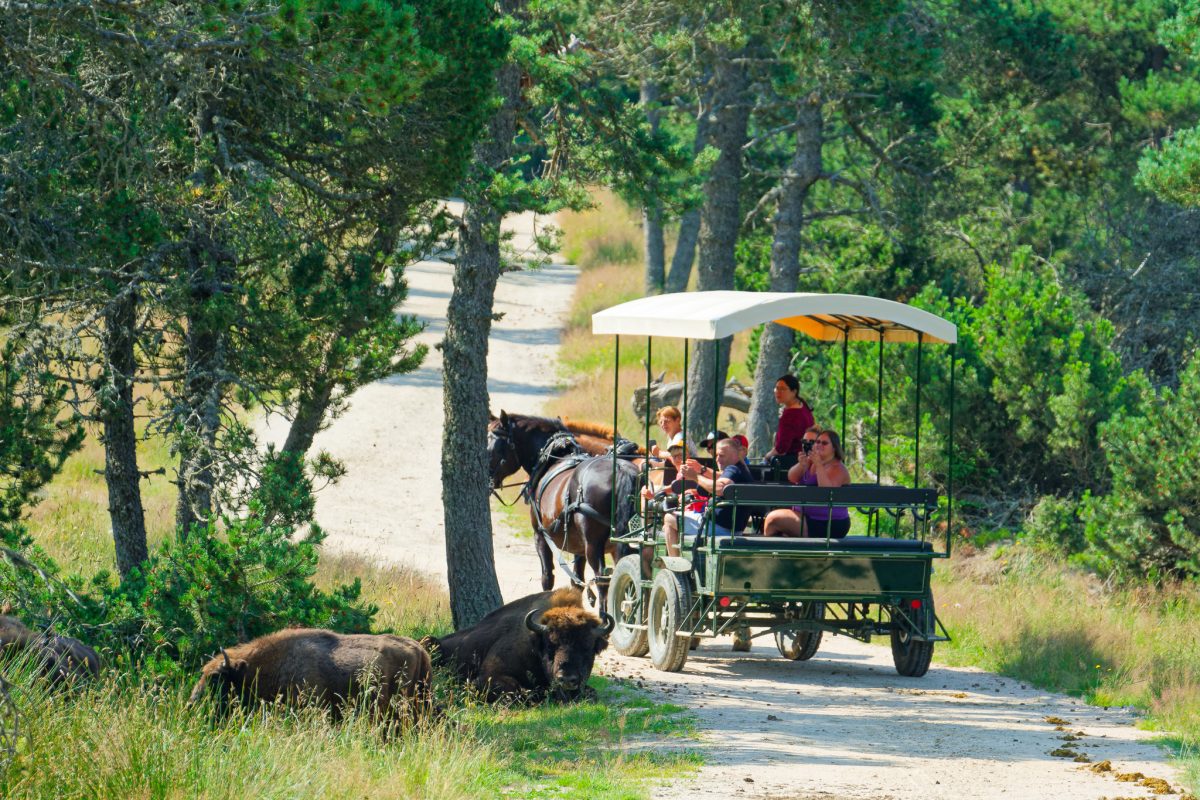RESERVE DES BISONS D'EUROPE