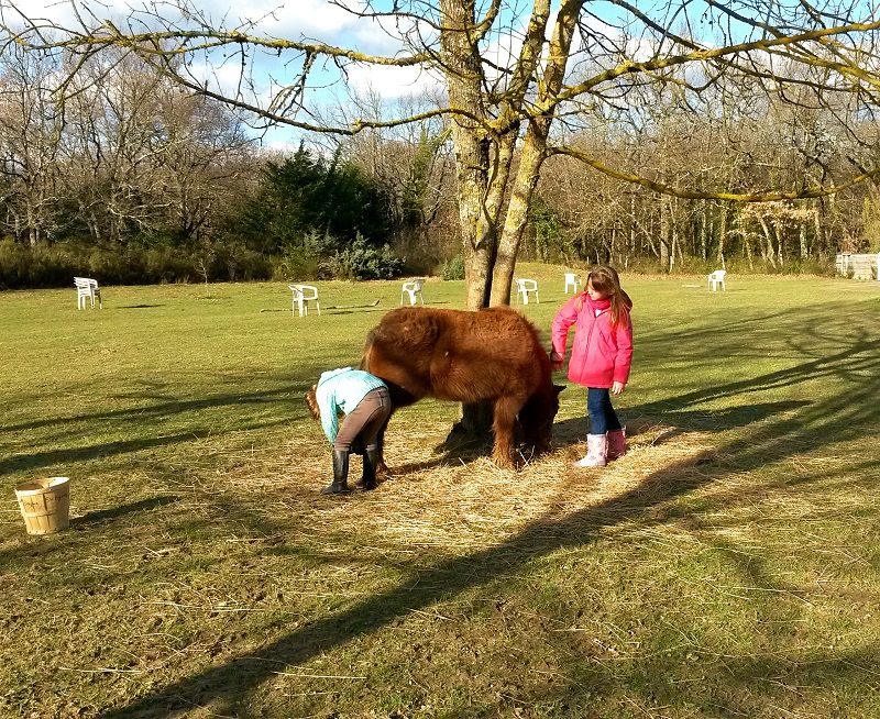 PONEY A LARRA
