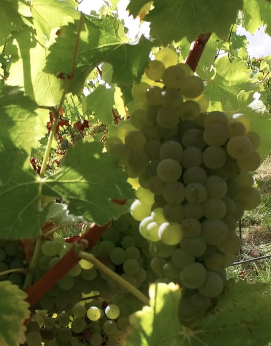 Domaine Reverdy-Ducroux