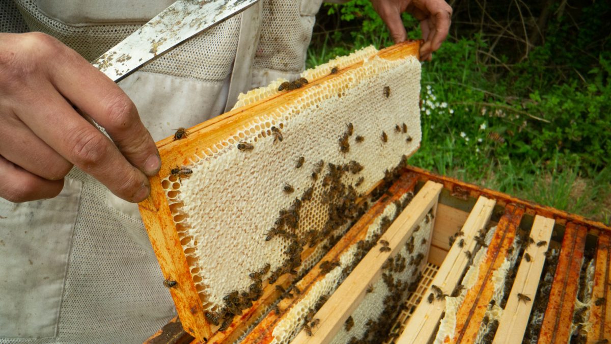 L'Abeille Poitevine