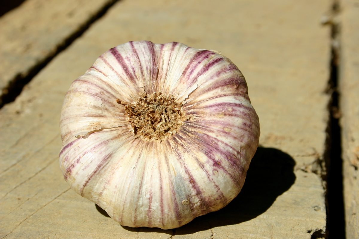 AIL VIOLET DE CADOURS