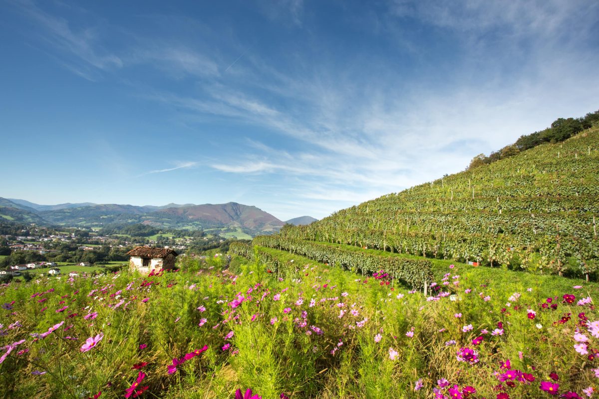 Domaine Bordaxuria