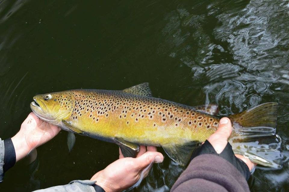 Adrien Sauvestre - Moniteur Guide de pêche