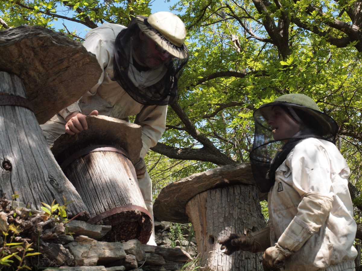 LES RUCHERS TRONCS DE LA VALLÉE DE L'ABEILLE NOIRE