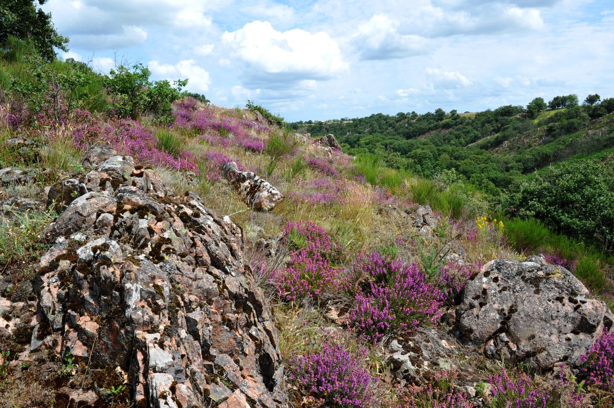 Géocaching Tèrra Aventura "Terminus à Hautibus" - Argentonnay