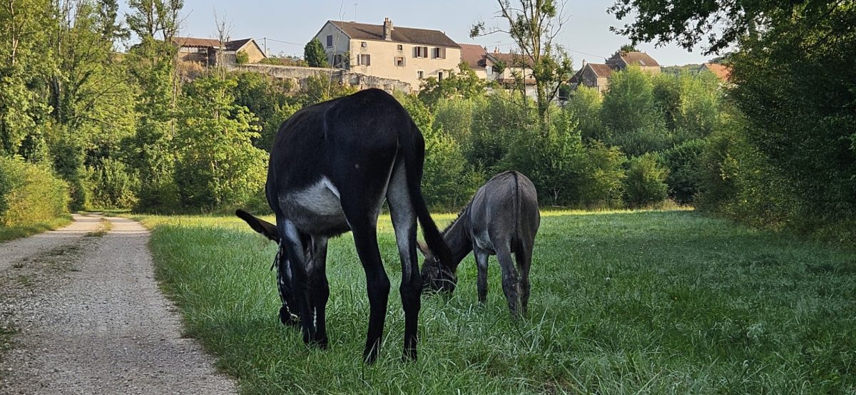 L'ÂÔMA (L'Âne Ôdacieux Médiation animale)