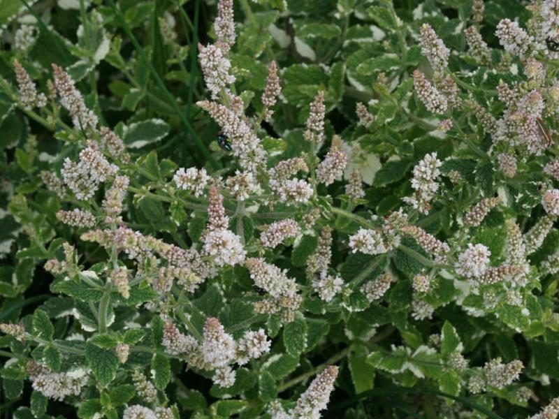 Atelier enfant 5-10 ans : Alchimie de la menthe