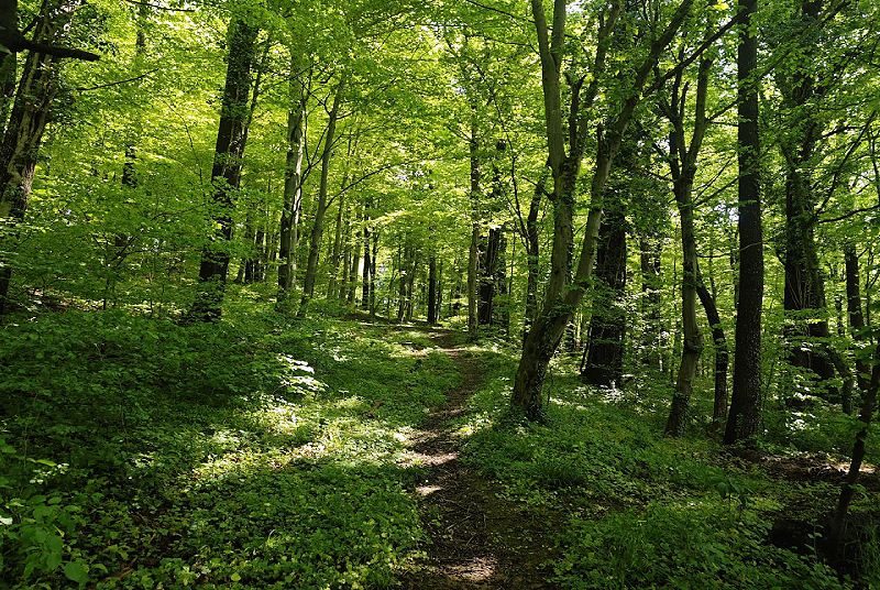 Bois à l'est de Violot