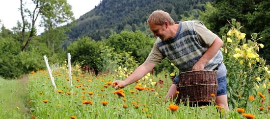 Ferme aux herbes - plantes aromatiques et medicinales