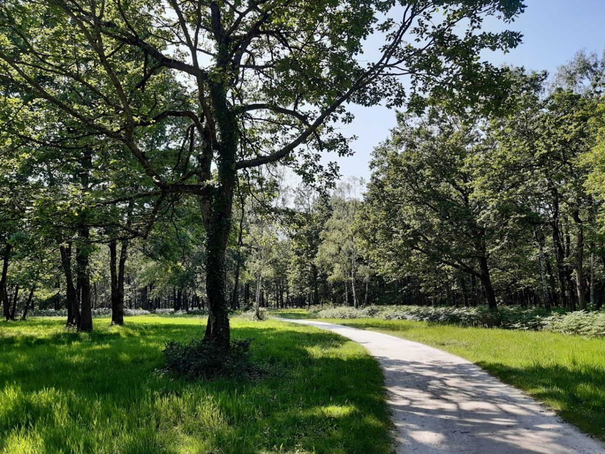 Aire de pique-nique du Bois des Hâtes