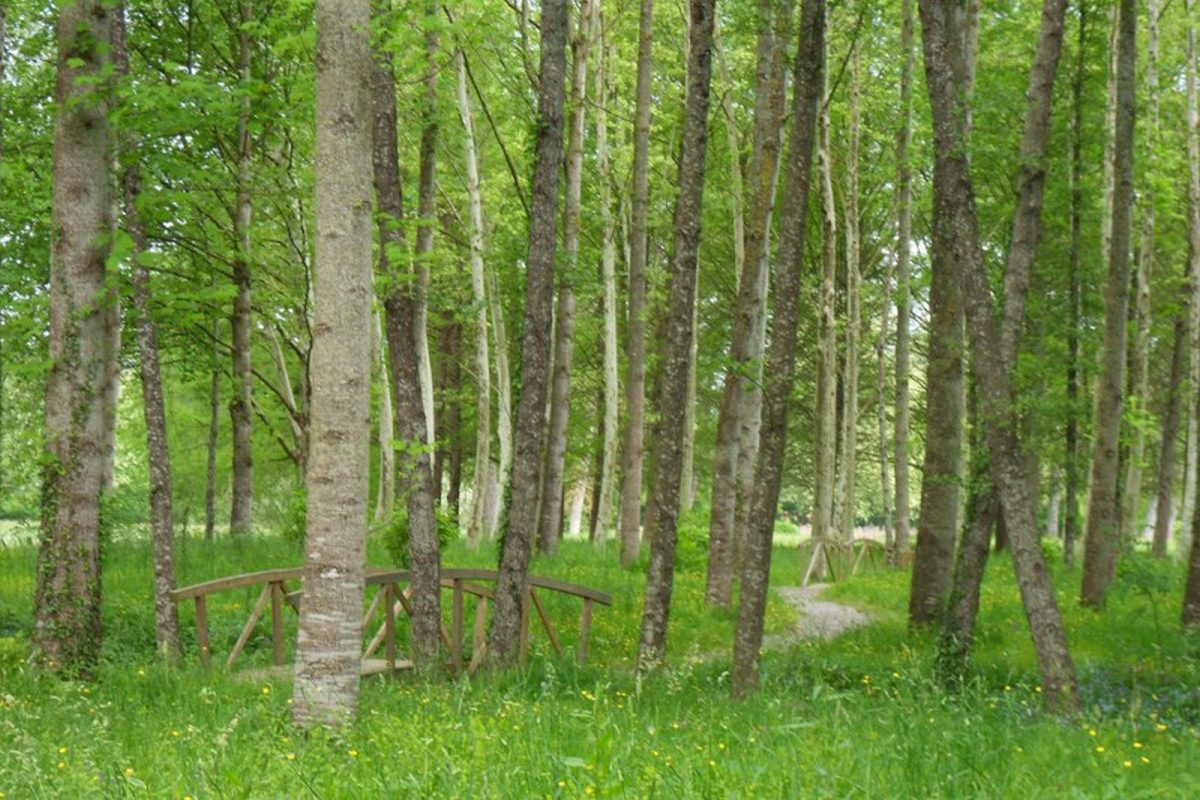 Bois de la ville