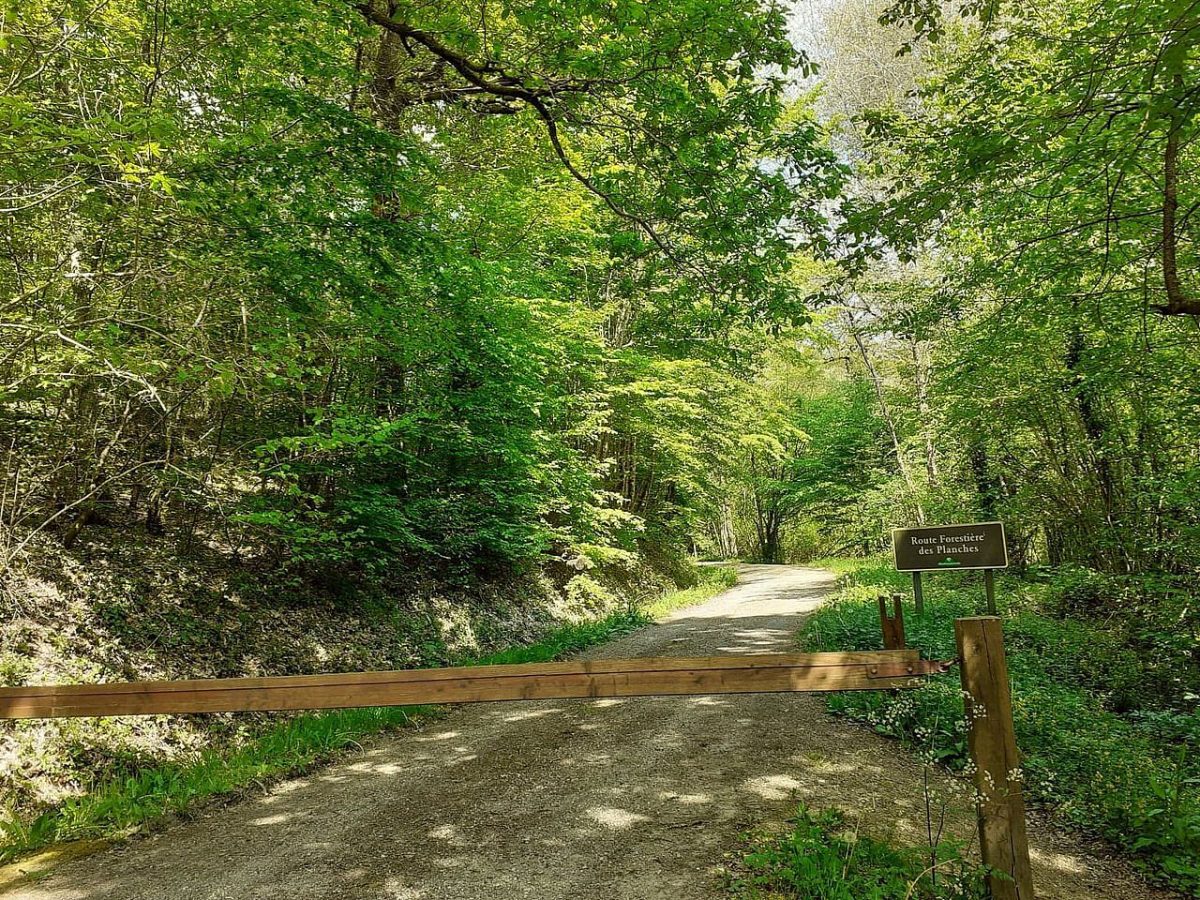 Forêt domaniale de Secondigny