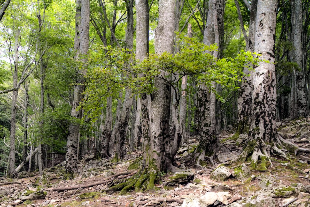 RÉSERVE NATURELLE NATIONALE DE LA FORÊT DE LA MASSANE