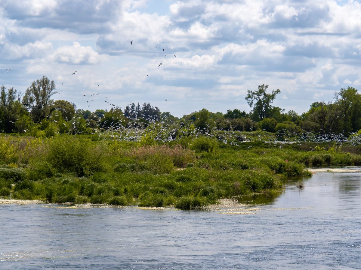 Espace naturel sensible les Rives de Beaugency