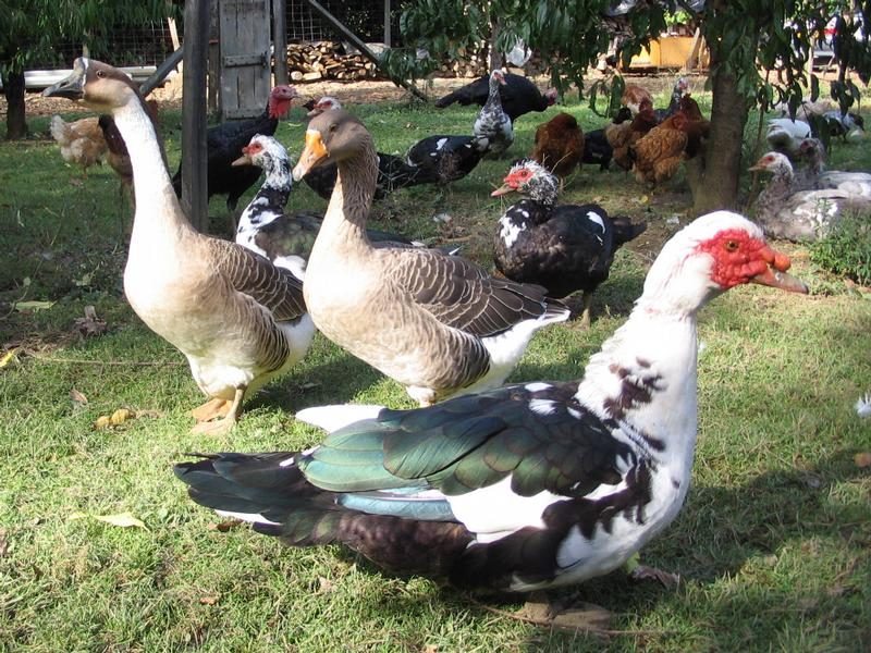Ferme de Ferrabout