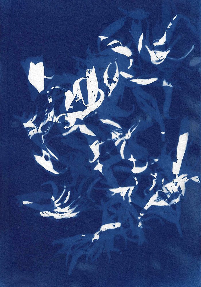 PARCC : atelier Cyanotype, avec Stéphanie Labé