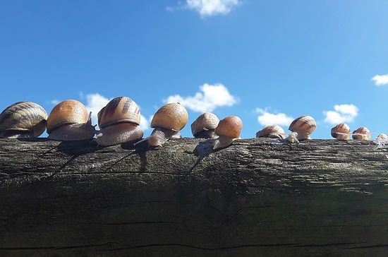 Visite gourmande des Escargots de Trémontagne