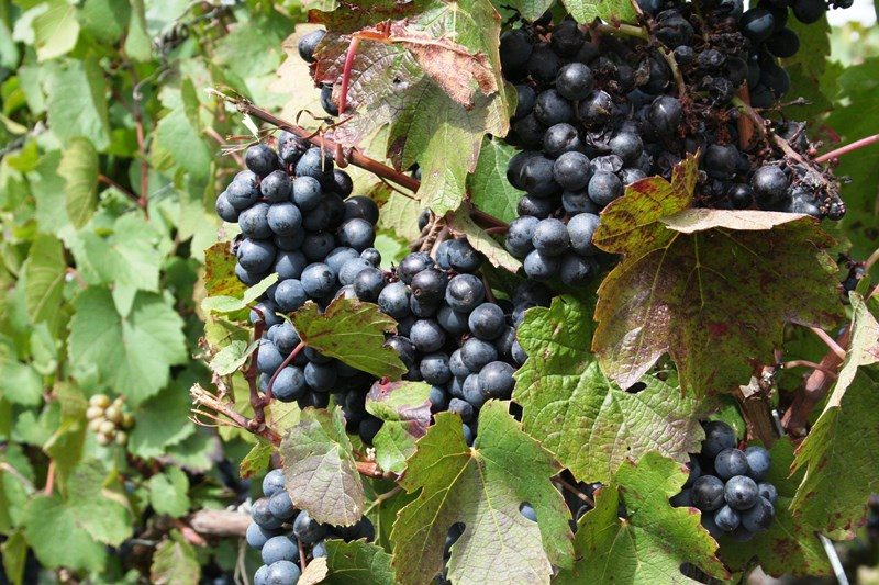 Domaine Ponroy