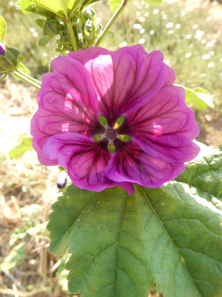 Le Jardin des Simples de l'Île de Vassivière