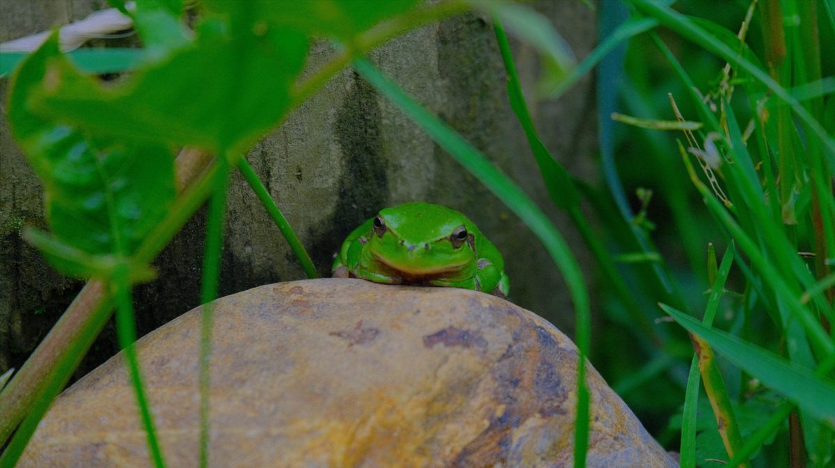 Conte sur les grenouilles et observations, à la Cueillette de l'Aragnon