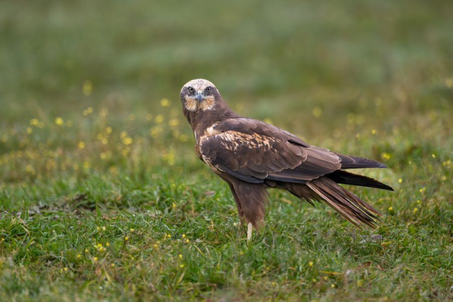 Oiseaux nicheurs du marais de Cap