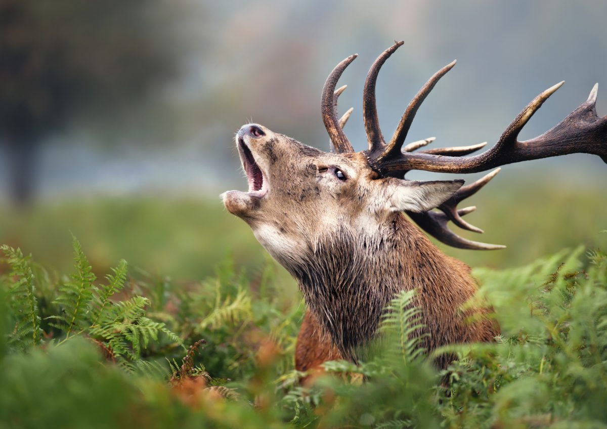 Les amours du Cerf