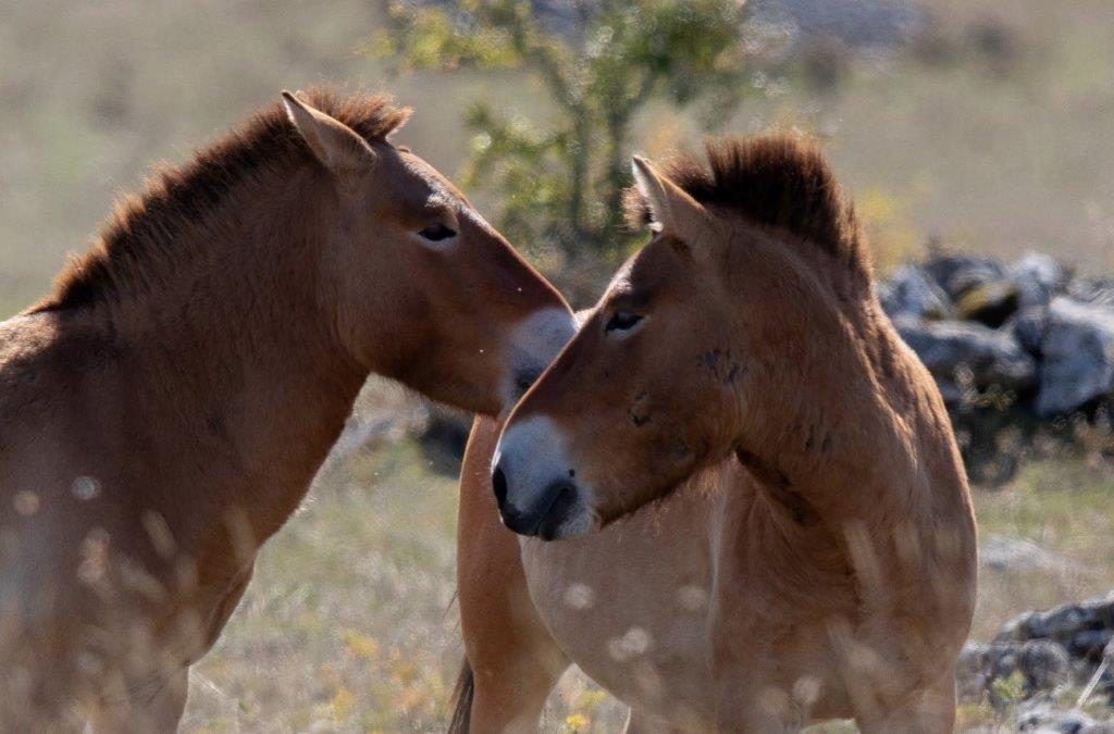 ASSOCIATION TAKH - CHEVAUX DE PRZEWALSKI