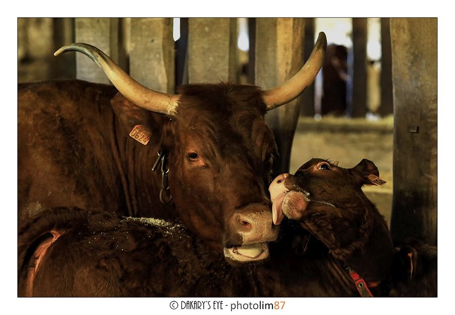 Ferme de Châtres - Viande bovine et produits laitiers