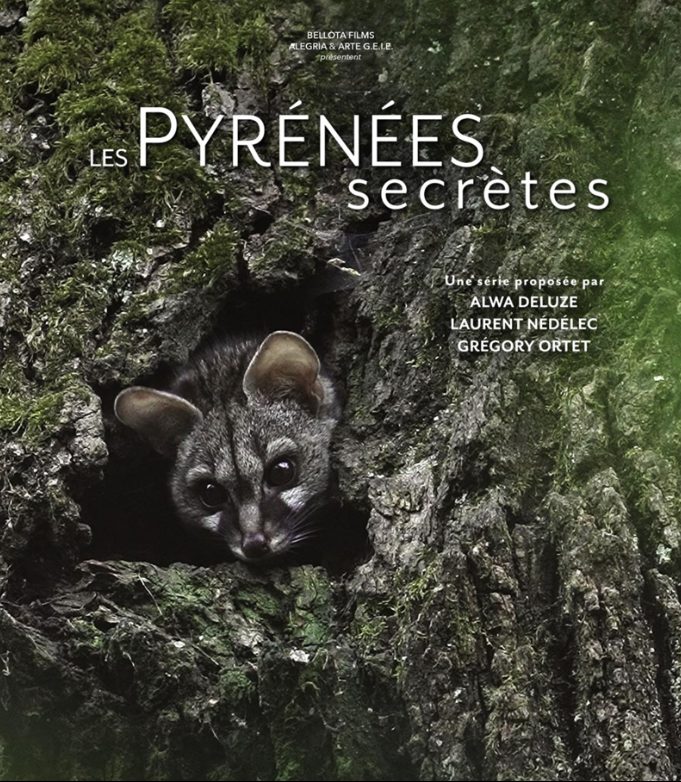 Projection - échanges : La discrète du piémont, la Genette